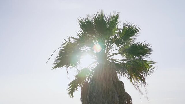 Sun shining through the fronds leaves of big palm tree in the summer heat. Light rays create lens flare. Heat or exhaustion in dry desert land or magical oasis appearing next to water source