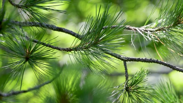 Close-up of a cedar branch with a pine cone