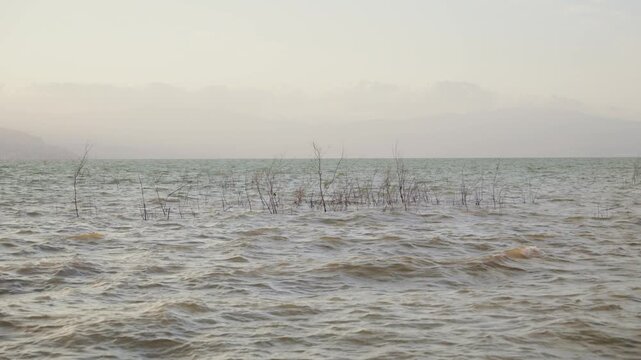 Waves crash around dry reeds in misty, calm sea. Distant hills fade in hazy, soft light. Nature's quiet power lingers in misty waters. Perfect for serene coastal scenes or tranquil mood boards