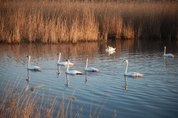 Beautiful white swans swimming on a calm pond at sunrise. Misty morning landscape.