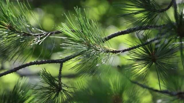 Close-up of a cedar branch with a pine cone
