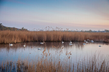 Beautiful white swans swimming on a calm pond at sunrise. Misty morning landscape.