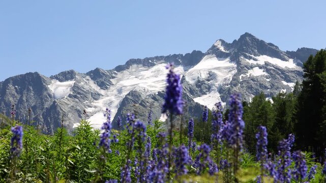 Picturesque mountain valley with blooming alpine meadows, forest and snow-capped mountains in the background. Altai, Russia