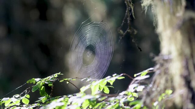 Large spider web on tree leaves close-up