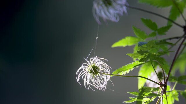 Clematis integrifolia plant after flowering close-up