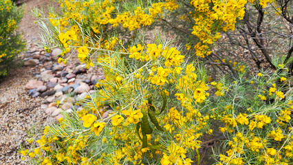 Close-up of a Senna artemisioides shrub, commonly known as Feathery Cassia or Silver Cassia during warm winter in Arizona