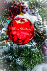 A bright red ball on a spruce branch.