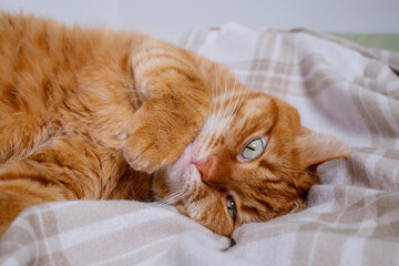 Adult orange cat lying on the bed at home and looking at camera close up