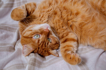 Fluffy playful orange cat lying on bed at home close up portrait top view