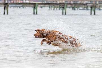 Golden retriever leaping through ocean waves