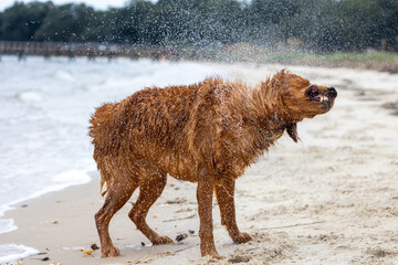 Golden retriever shaking off water on sandy beach