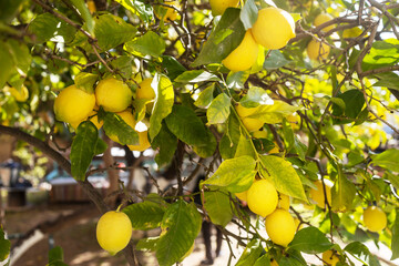 Ripe yellow lemons growing on a lemon tree branch in sunlight