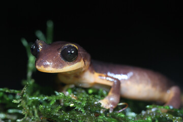 Lateral view of a Monterey Ensatina (Ensatina eschscholtzii eschscholtzii) salamander crawling over green, wet moss at night.  