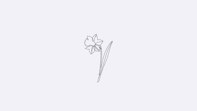 Daffodil Flower Continuous One Line Art Spring Animation