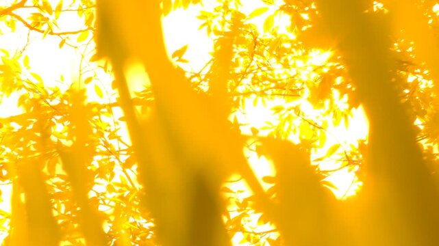 Summer solstice. Fairy nature, summer surreal landscape, soft blurred sunset light, back lit. Magical, majestic june nature. Atmospheric mood. Mystery nature