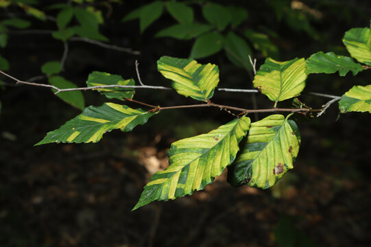 American Beech tree (Fagus grandifolia) showing the symptoms of Beech leaf disease (BLD). This disease is associated with the nematode Litylenchus crenatae mccannii. 