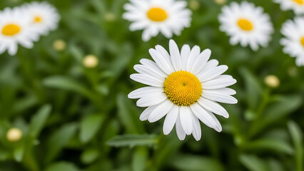 Daisies Blooming Amid Greenery in a Vibrant Floral Scene