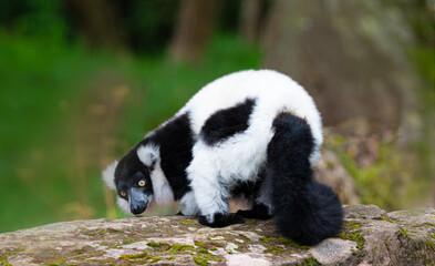 Black and White Lemur