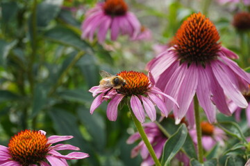 purple echinacea flowers in summer