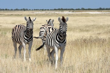 Steppenzebras (Equus quagga) im Etoscha Nationalpark in Namibia
