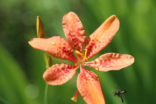 Delicate orange petals with crimson spots are highlighted by the sun, showcasing their intricate beauty in a natural setting