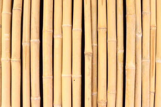 A close-up view of numerous dry bamboo poles arranged vertically, showcasing their natural texture and segmented structure