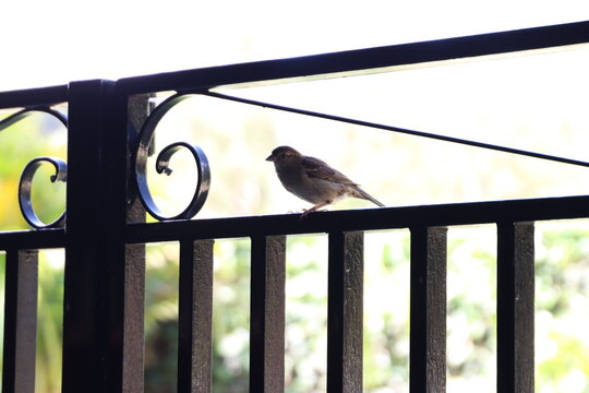 A small bird sits quietly on a stylish fence, blending with a lush background