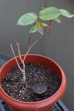 Close-up view of a small plant seedling growing in dark soil within a reddish-brown pot, featuring a black granular fertilizer cage