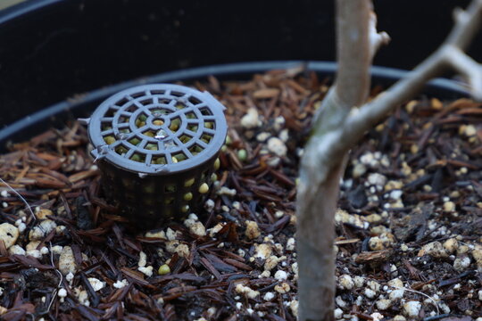 Close-up view of a small plant seedling growing in dark soil within a reddish-brown pot, featuring a black granular fertilizer cage