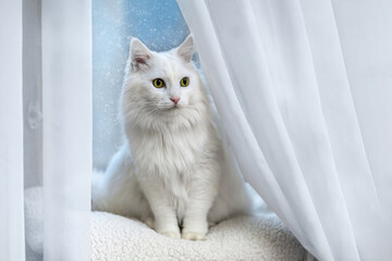White Angora Cat on a Blanket in Front of a Window with Snow