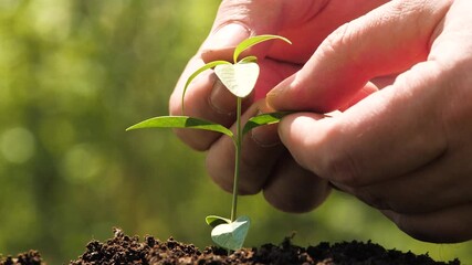 Soil and sapling moment, gardener’s touch, supporting nature’s cycle, planting hope, nurturing hands, promoting growth, environmental promise, healthy beginnings, starting a forest, human-nature bond,