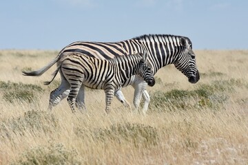 Steppenzebras (Equus quagga) im Etoscha Nationalpark in Namibia