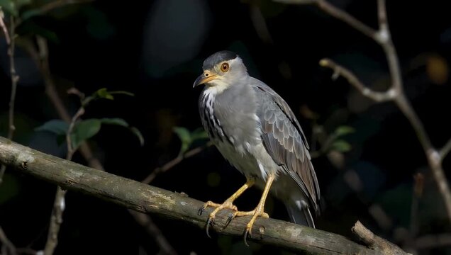dramatic 4K dark background wildlife shot of Chinese pond heron Ardeola bacchus standing perfectly still on fallen log emphasizing stillness grace and natural