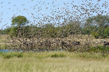 Ein Schwarm Blutschnabelweber (quelea quelea) fliegt zum Wasserloch im Etoscha Nationalpark