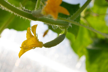 Small green cucumbers growing on a branch in a greenhouse, blooming yellow. Harvesting concept.