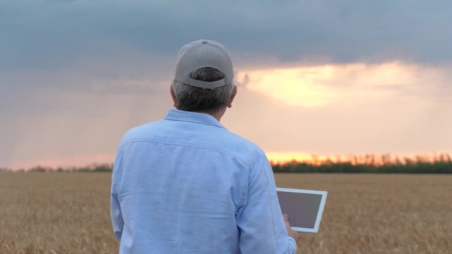 agriculture, wheat field, golden wheat farm field sunset, farmer working digital tablet sunset wheat, man field, businessman digital tablet hands sunset, bread golden ears