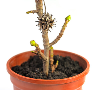 Amerikanischer Amberbaum,Liquidambar styraciflua,Steckling