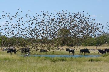 Ein Schwarm Blutschnabelweber (quelea quelea) fliegt zum Wasserloch im Etoscha Nationalpark