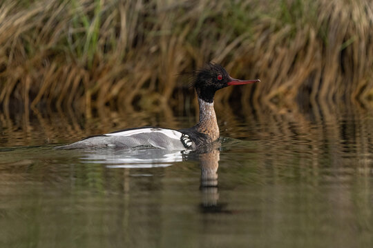 Red breasted merganser