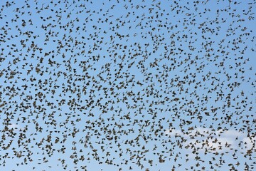 Ein Schwarm Blutschnabelweber (quelea quelea) fliegt zum Wasserloch im Etoscha Nationalpark