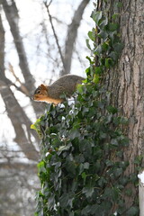squirrel