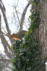 squirrel