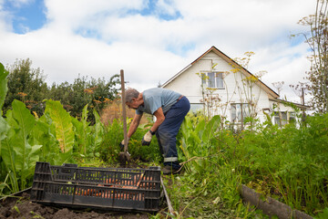 Elderly man digging soil in a vegetable garden, working with shovel near a white country house....