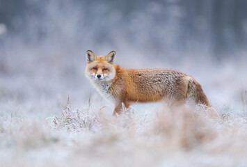 Red fox ( Vulpes vulpes ) in winter scenery