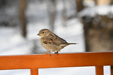 sparrow