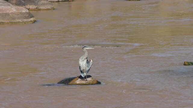 Great Blue Heron preens on a rock in northern New Mexico&rsquo;s fast-moving Chama River