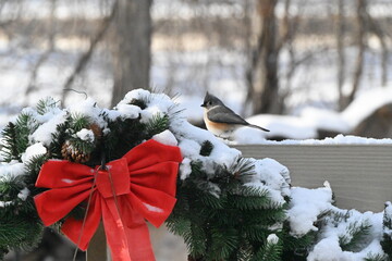 Tufted titmouse © tacse7