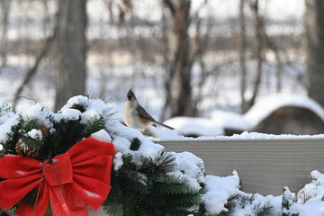 Tufted titmouse © tacse7