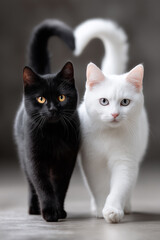 Schwarze und wei&szlig;e Katze als Symbol f&uuml;r Liebe, Harmonie und Zusammengeh&ouml;rigkeit