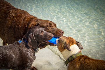 Close-up of Three wet dogs standing on a beach biting a frisbee 